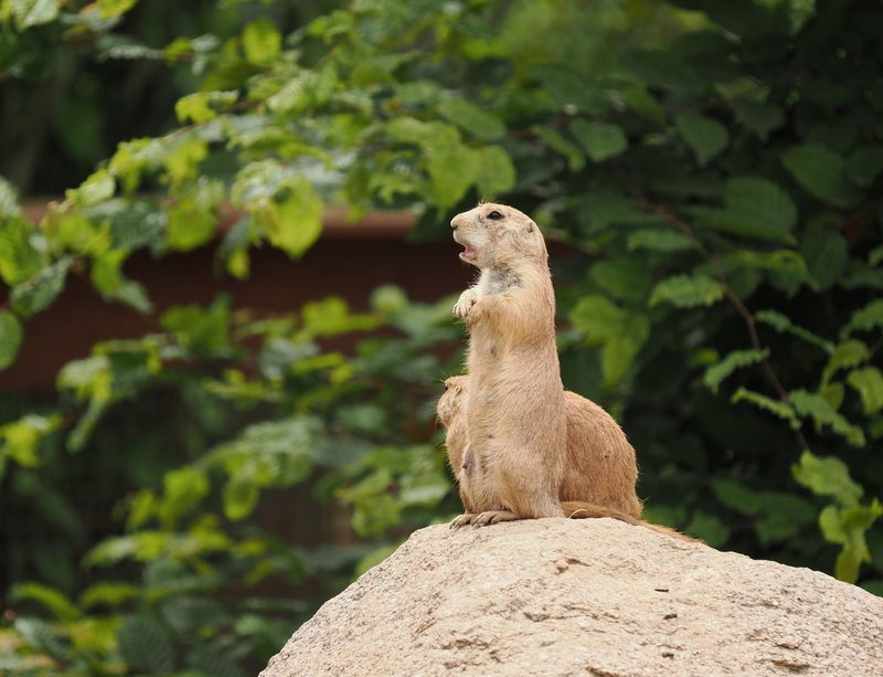 Prairie dog