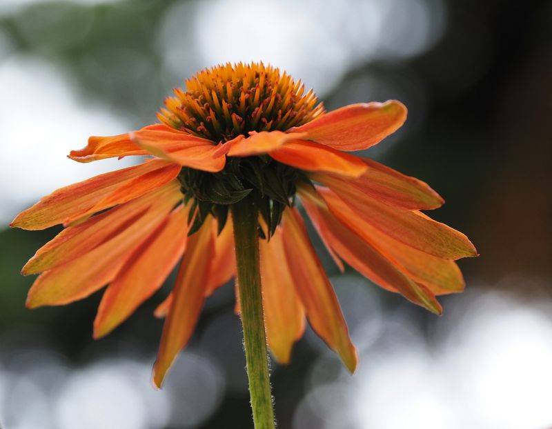 Echinacea