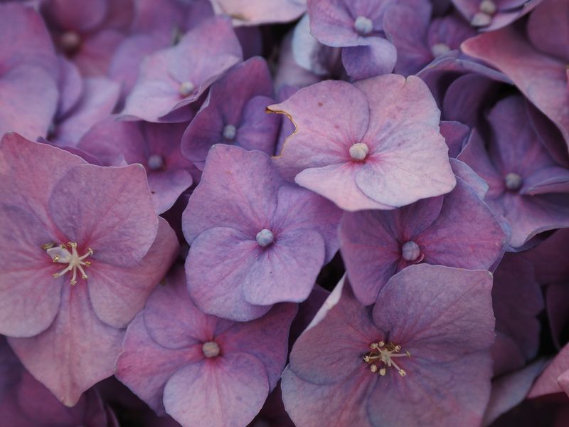 Hydrangea