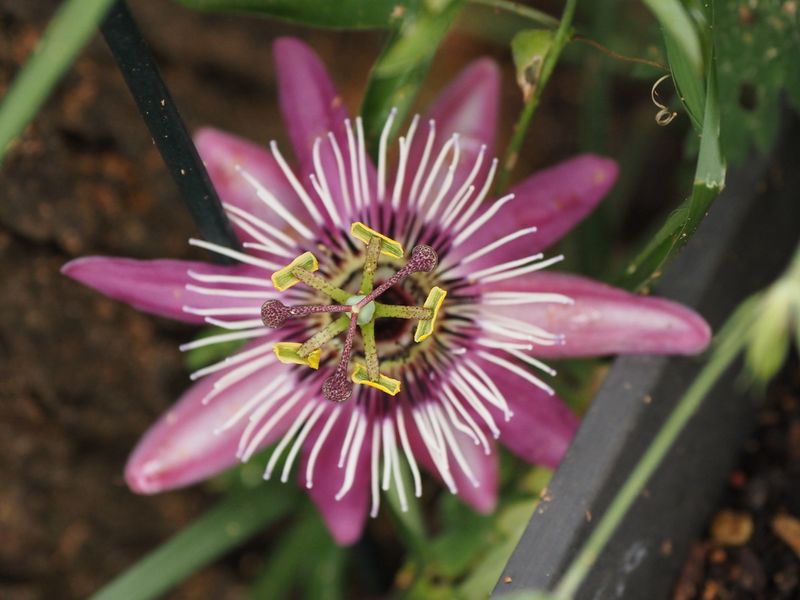 Passiflora 