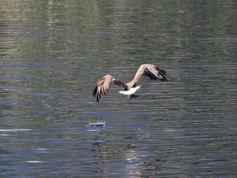 Sea eagle