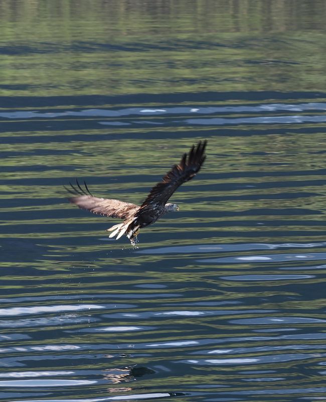 Sea eagle