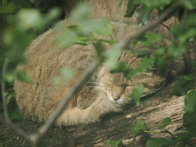 Wild cat