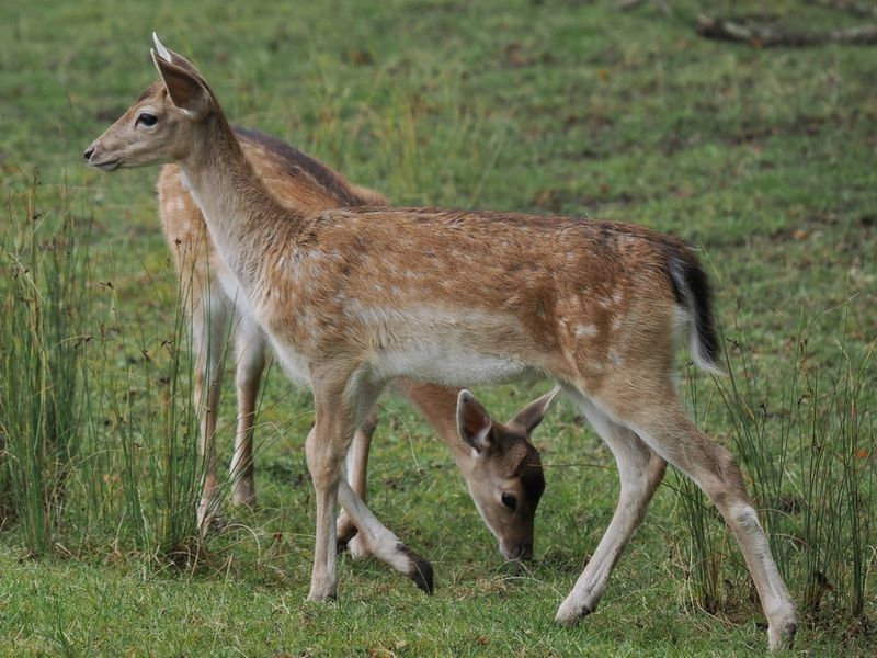 Fallow deer - fawns