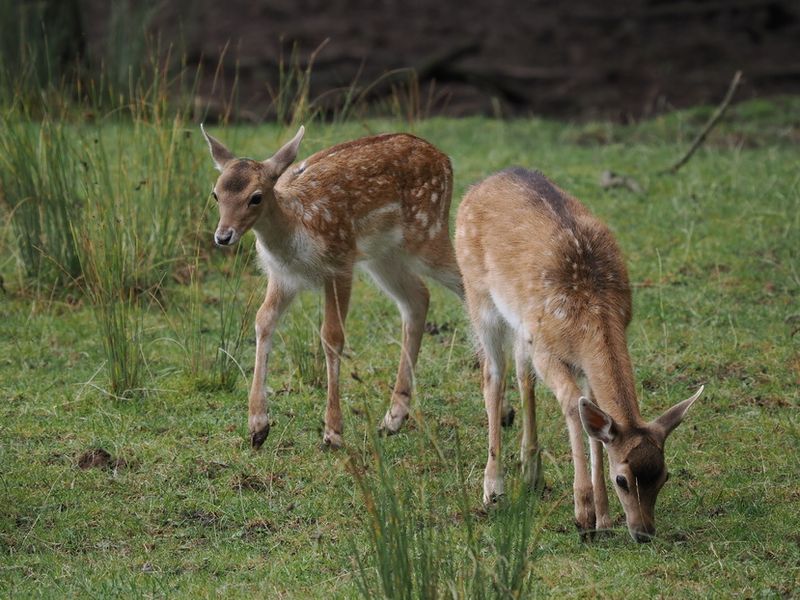 Fallow deer - fawns