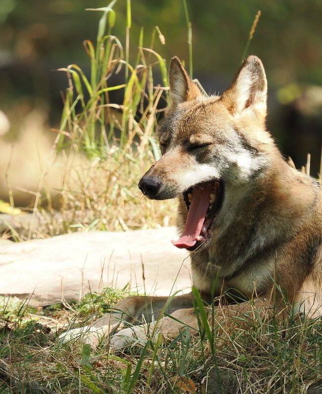 Eurasian wolf
