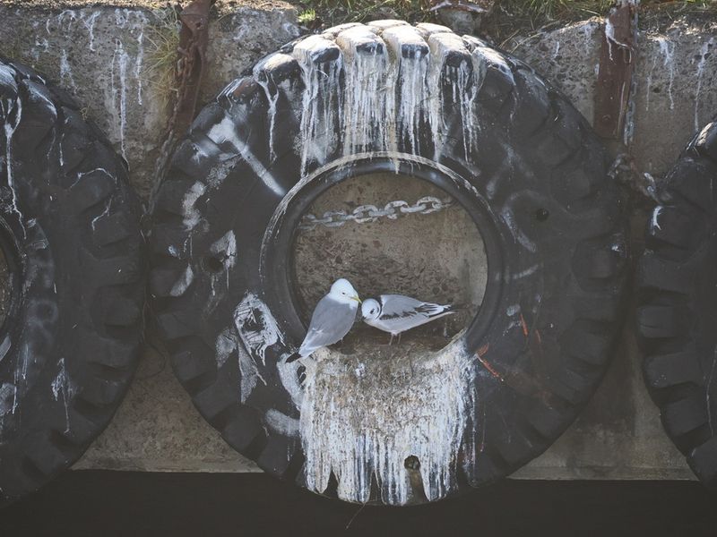 Kittiwakes nesting in a tyre at the pier