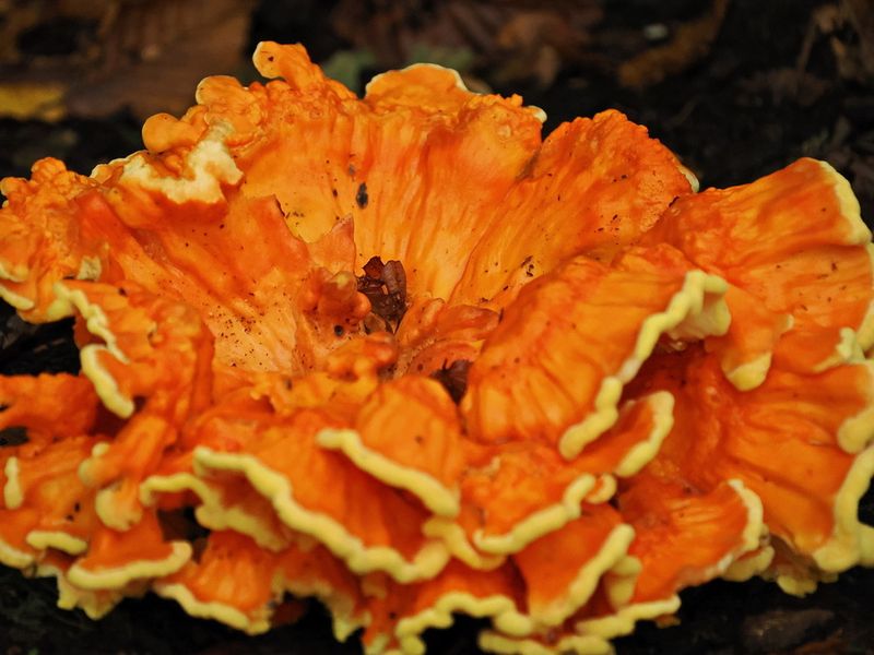 Mushroom trying its best not to be overlooked
