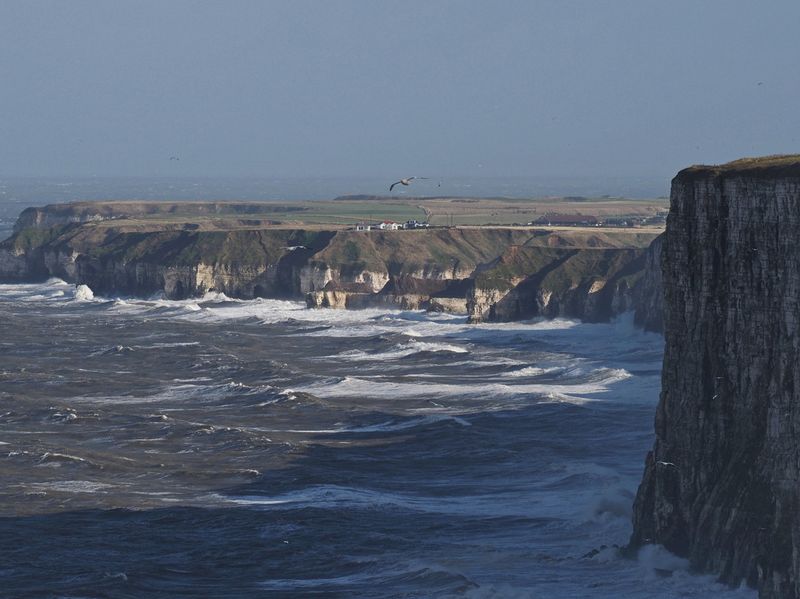 Bempton Cliffs