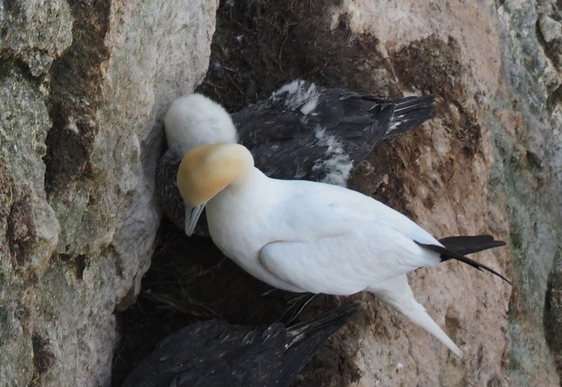 Young gannets - gugas