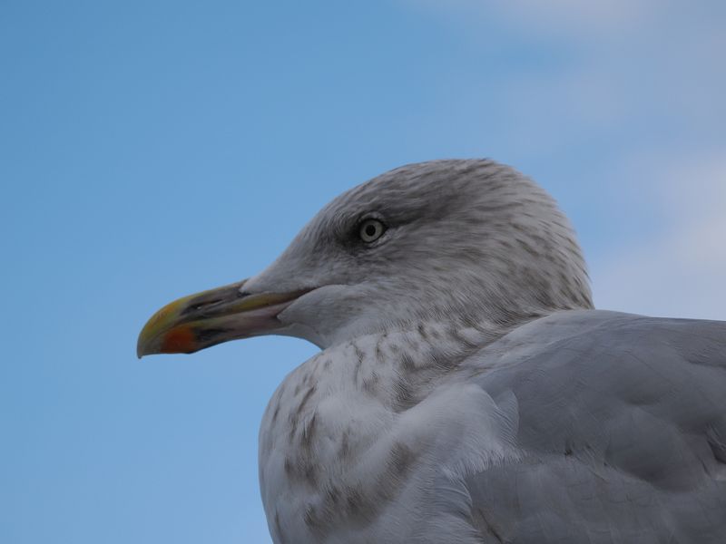 Hering gull