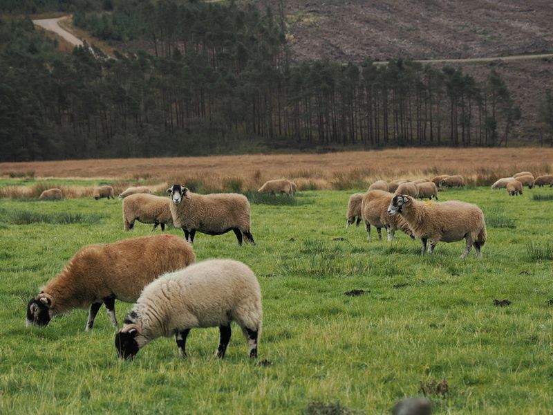 Sheep