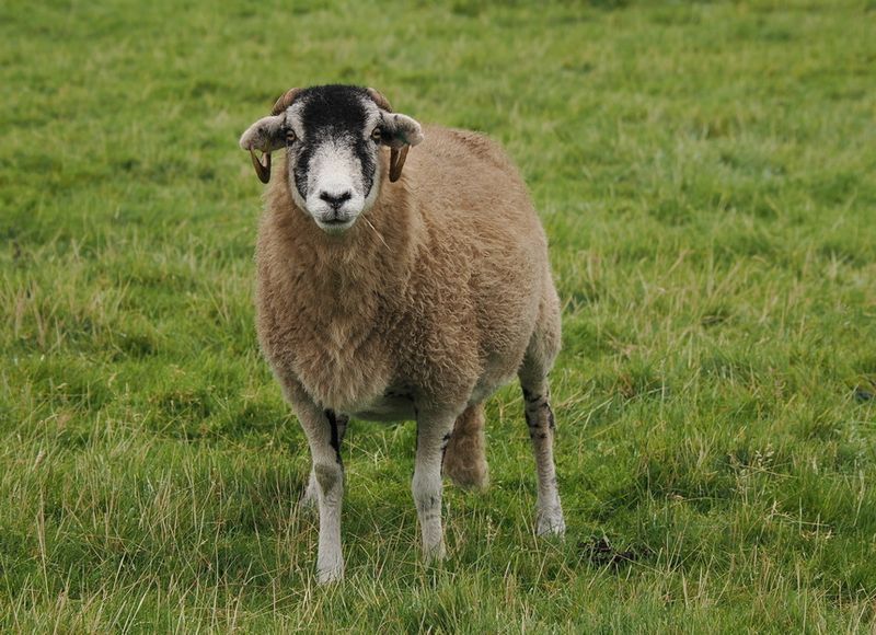 Sheep