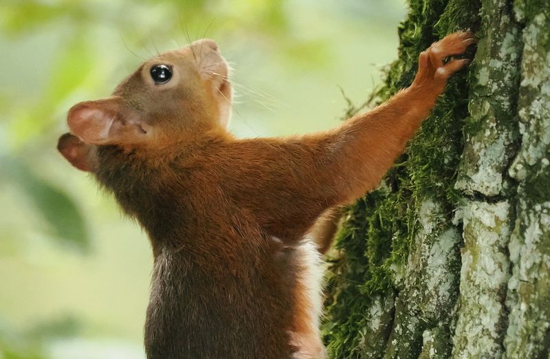 Squirrel
