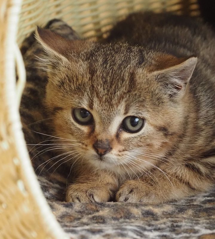 second mini tiger