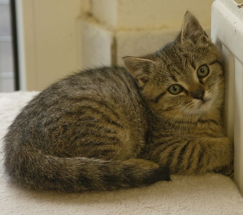 Mini tiger