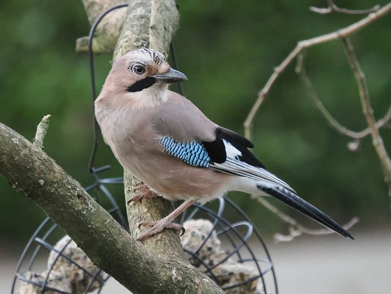 Jay