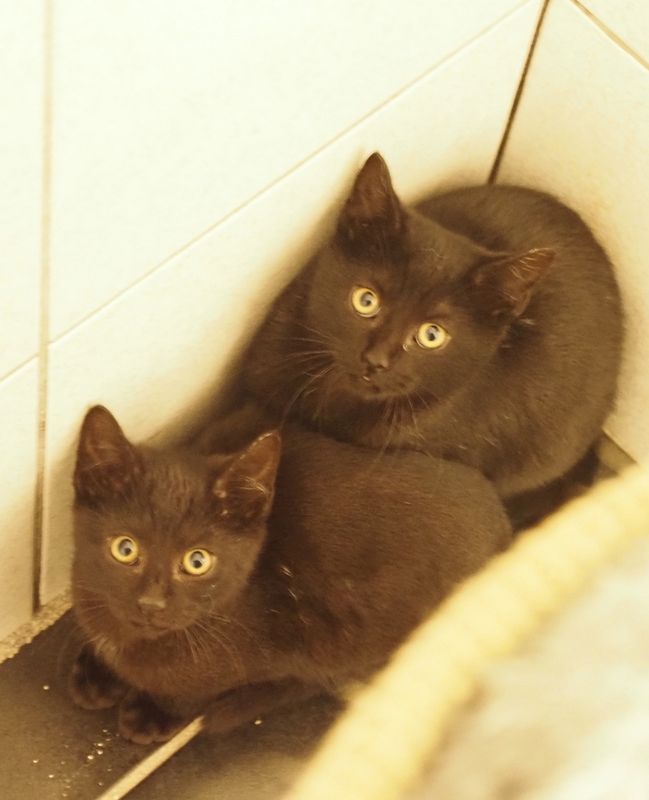 Black baby cats