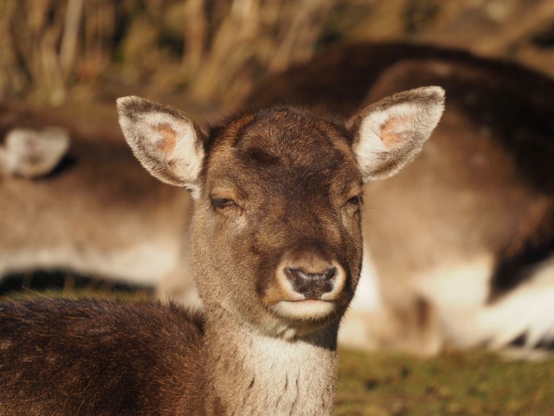 Fallow deer soaking up the sun