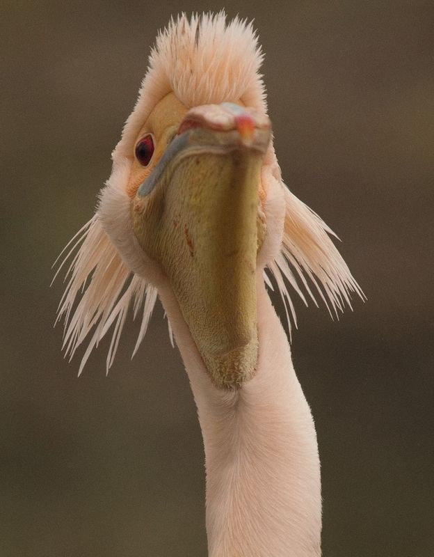 Pelican - giving the photographer a look