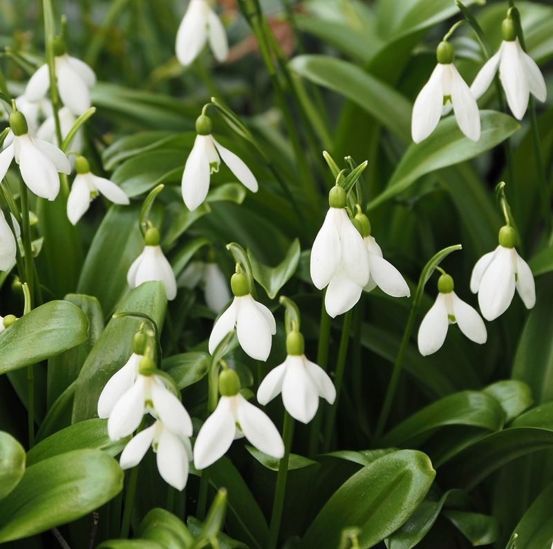 Snowdrops