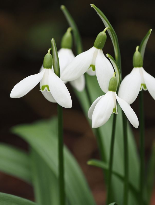 Snowdrops