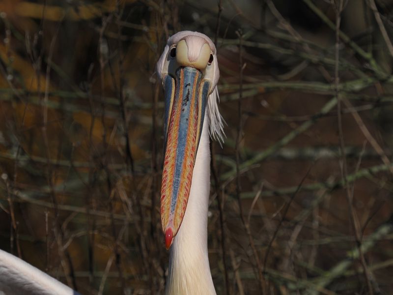 Pelican