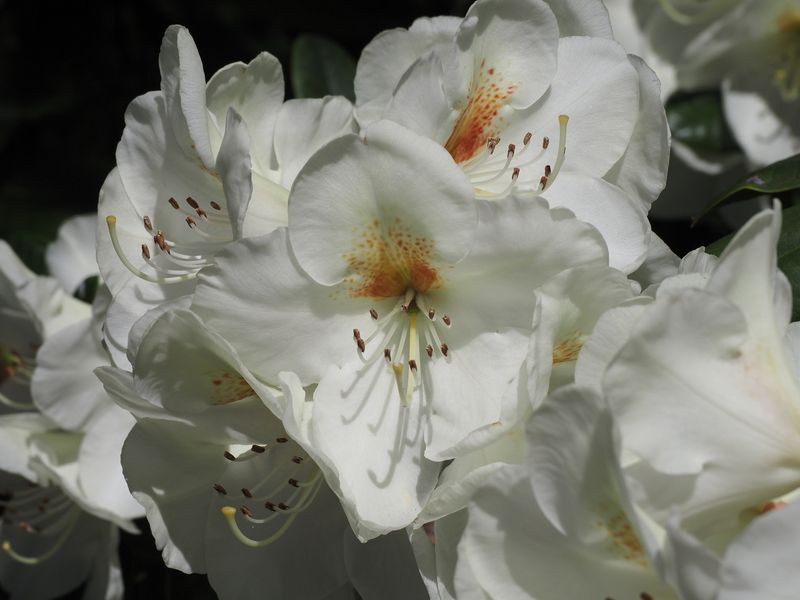 Vancouver - University of British Columbia - rhododendron