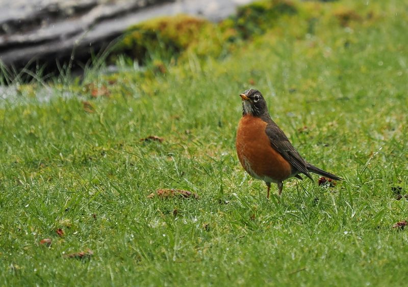 American robin