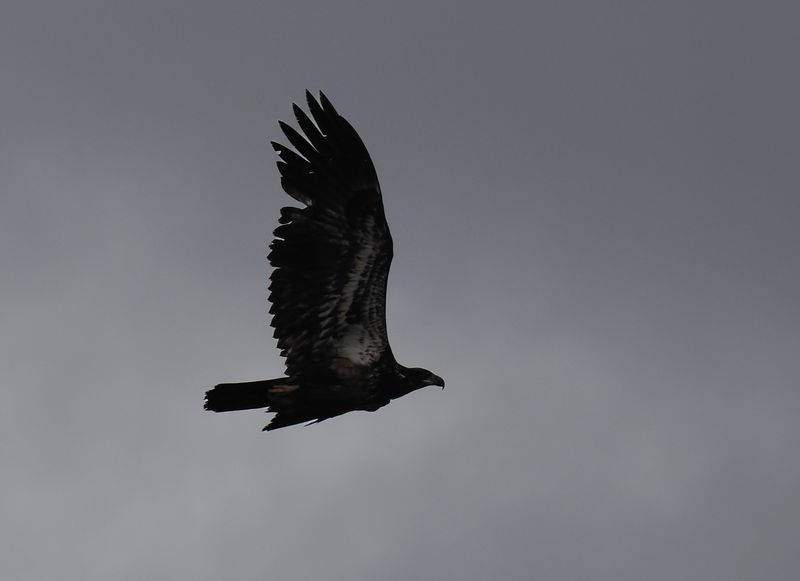 Sub adult bald eagle