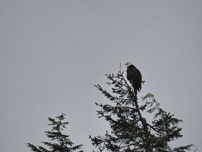 Bald eagle