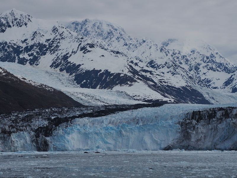 College Fjord - Harvard glacier with sea lions resting on plaques