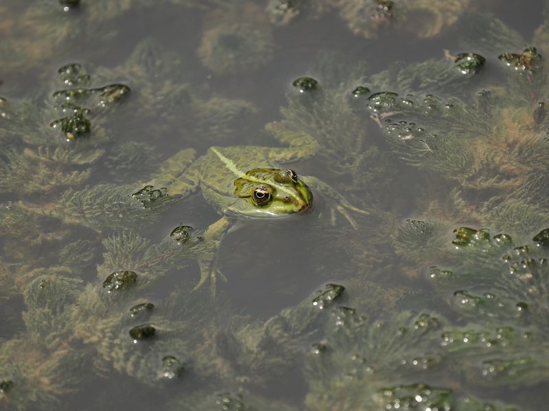 Frog
