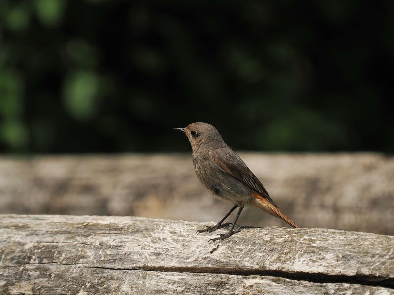 Black redstart - rougequeue noir - Hausrotschwanz - Phoenichurus ochruros