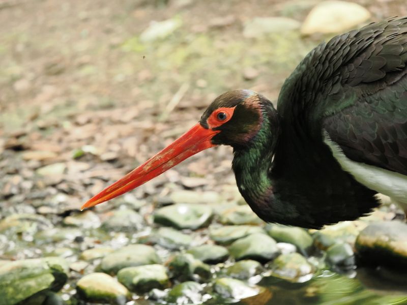 Black stork