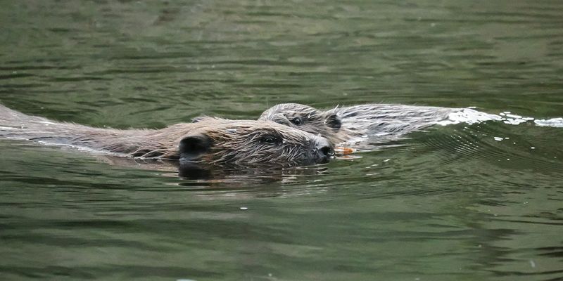 Beavers gnawing on a stick