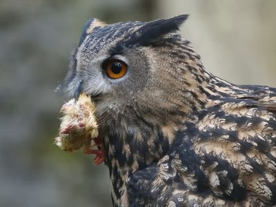 Eurasian eagle owl - Bubo bubo