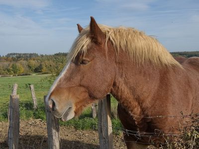 Ardennes horse