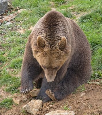 Brown bear inspecting his claws