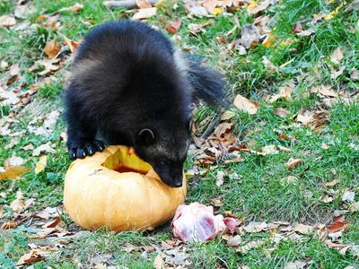 Wolverine discovering meat in his pumpkin