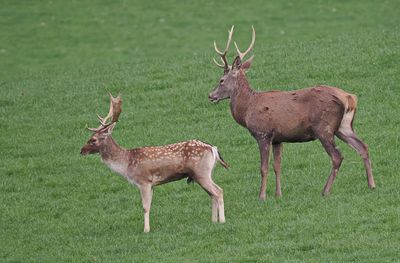 Stag and fallow deer