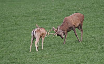 Stag and fallow deer - uneven battle