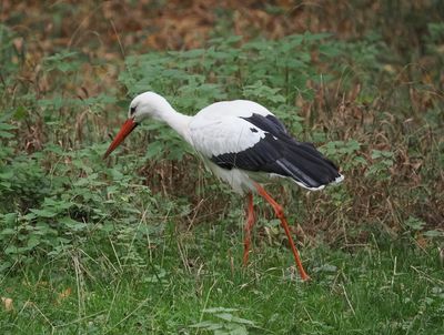 Stork