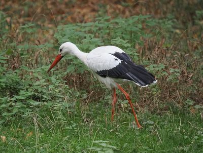 Stork