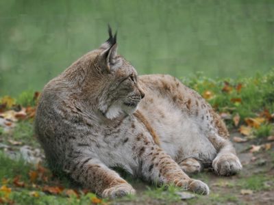 Lynx - elderly male res.JPG