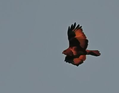 Buzzard in the early morning light