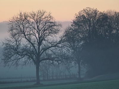 Shapes emerging from the early morning mist