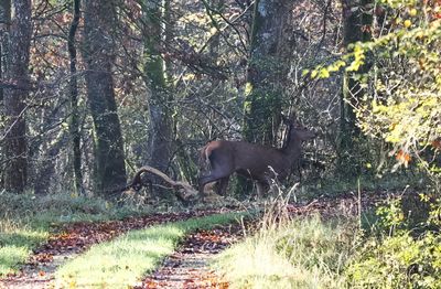 Red deer hind crossing the path