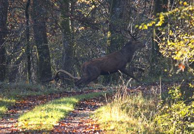 Red deer stag crossing the path