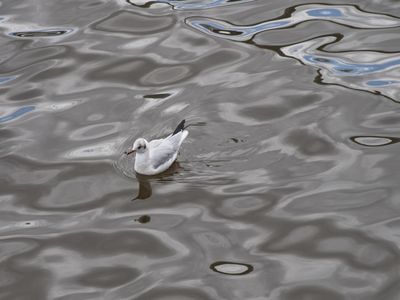 Junior black-headed gull on the Tyne